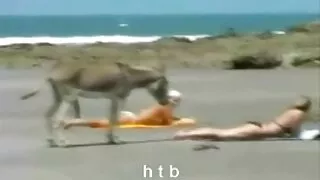 O meio-irmão gosta d ...